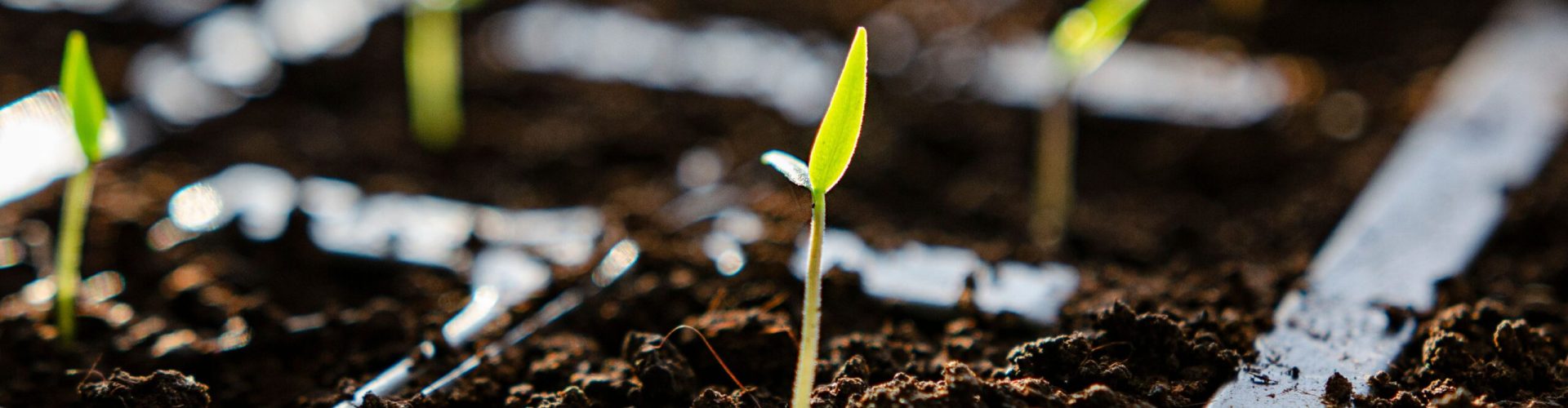 Planta de Compostaje